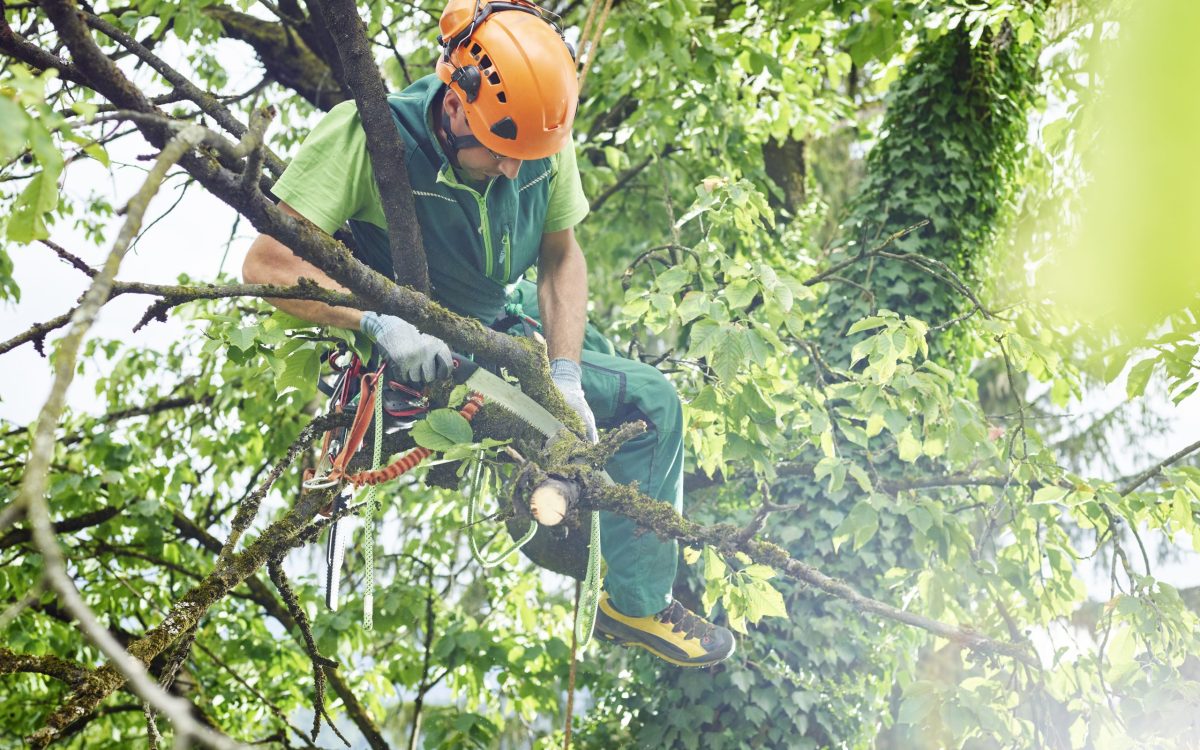 Tree cutter pruning of tree